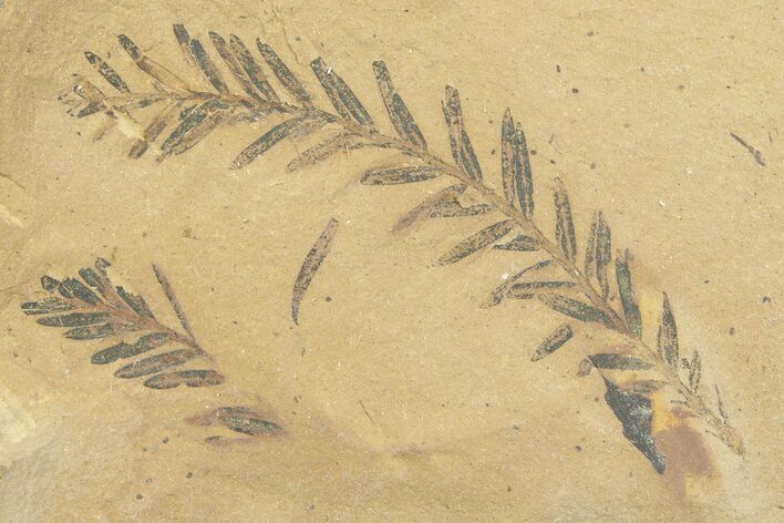 Shale With Dawn Redwood (Metasequoia) Fossils - Montana #356489